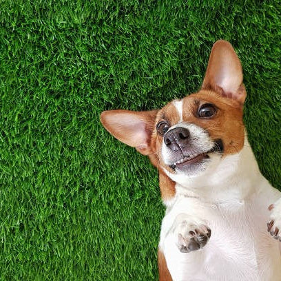 Is Artificial Grass Safe For Your Pet?