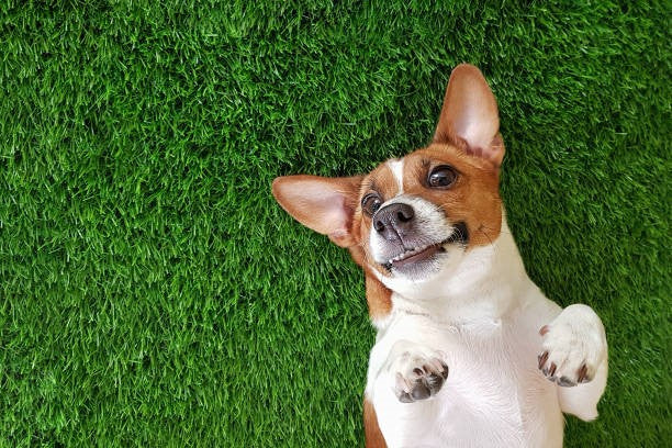 Is Artificial Grass Safe For Your Pet?