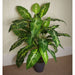 100cm Large Fox's Aglaonema (Spotted Evergreen) Tree Artificial Plant with Silver Metal Planter - Green4Life