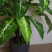 100cm Large Fox's Aglaonema (Spotted Evergreen) Tree Artificial Plant with Silver Metal Planter - Green4Life