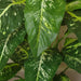 100cm Large Fox’s Aglaonema (Spotted Evergreen) Tree Artificial Plant with Silver Metal Planter - Green4Life