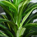 110cm Artificial Dracaena Tree Decorative Plant 40 Leaves with Pot - Outsunny - Green4Life