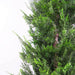 120cm Artificial Cypress Topiary - Green4Life