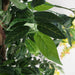 120cm Artificial Yellow Wisteria Tree - Green4Life