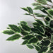 130cm Tall Variegated White/Green Bushy Ficus Tree - Green4Life