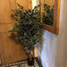 130cm Tall Variegated White/Green Bushy Ficus Tree - Green4Life