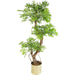 140cm Japanese Fruticosa Artificial Ficus Tree - Green4Life