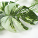 180cm Artificial Hanging Trailing Variegated Monstera Plant - Green4Life