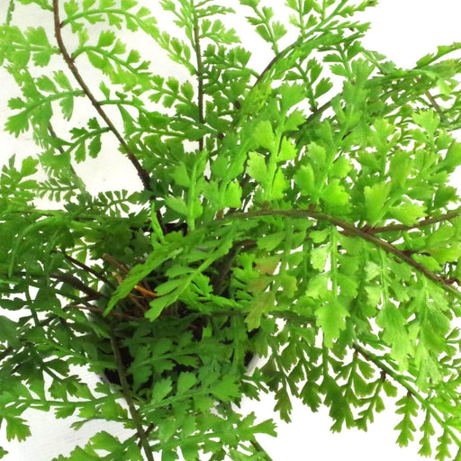 30cm Artificial Potted Royal Fern - Green4Life