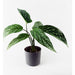 35cm Spotted Artificial Plant in Planter - Green4Life