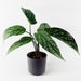 35cm Spotted Artificial Plant in Planter - Green4Life