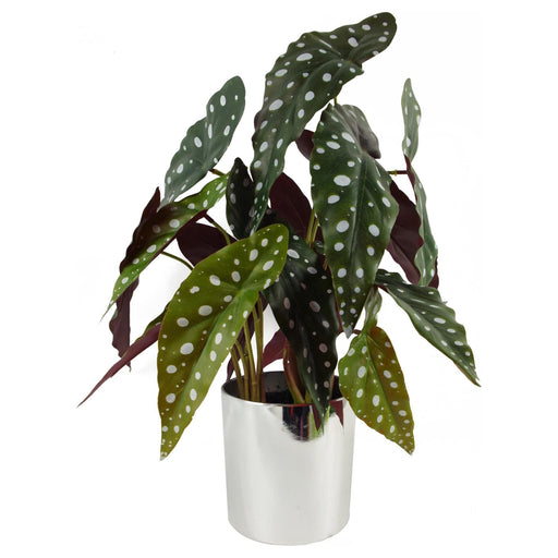 40cm Artificial Begonia Maculata Plant - Green4Life