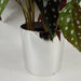 40cm Artificial Begonia Maculata Plant - Green4Life