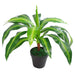 40cm Artificial Dracaena Pot Plant - Variegated Leaves - Green4Life