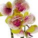 46cm Harlequin Pink Artificial Orchid with Silver Pot - Green4Life