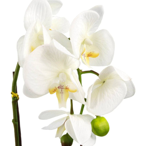 46cm White Artificial Orchid - Gold Pot - Green4Life