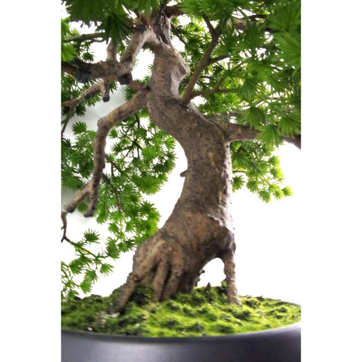 50cm Artificial Luxury Pine Bonsai Tree - Green4Life