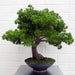 50cm Artificial Luxury Pine Bonsai Tree - Green4Life