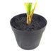 50cm Artificial Palm Tree Plant - Compact Shape - Green4Life