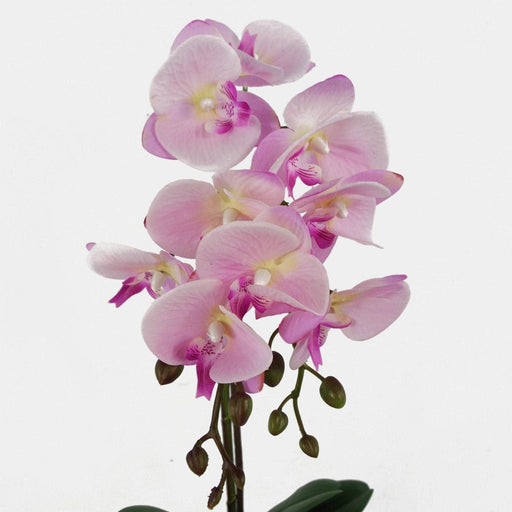 50cm Light Pink Phalaenopsis Artificial Orchid  –  Silver Pot - Green4Life