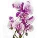 50cm Purple and White Artificial Phalaenopsis Orchid with Gold Pot - Green4Life