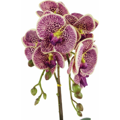 50cm Purple Leopard Artificial Phalaenopsis Orchid with Gold Pot - Green4Life