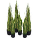 55cm Artificial Sansevieria Yellow Green Indoor Plant - Green4Life