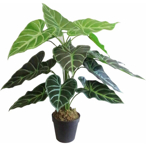 60cm (2ft) Alocasia Amazonica Polly Taro Artificial Plant - Green4Life