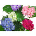 60cm Hydrangea Artificial Plant - Green4Life