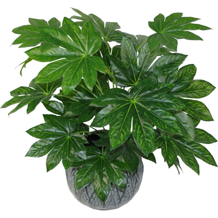 60cm Japanese Aralia Evergreen Artificial Plant - Green4Life