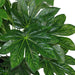 60cm Japanese Aralia Evergreen Artificial Plant - Green4Life