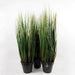 60cm Potted Grass Artificial Plant - Green4Life