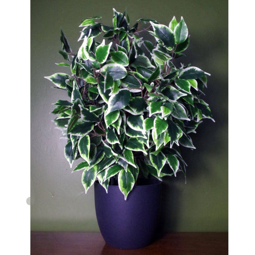 60cm Premium Artificial Variegated Artificial Ficus Ball in Pot - Green4Life