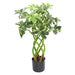 70cm Artificial Plant Bonsai Bush Twisted Stem Golden Capella - Green4Life