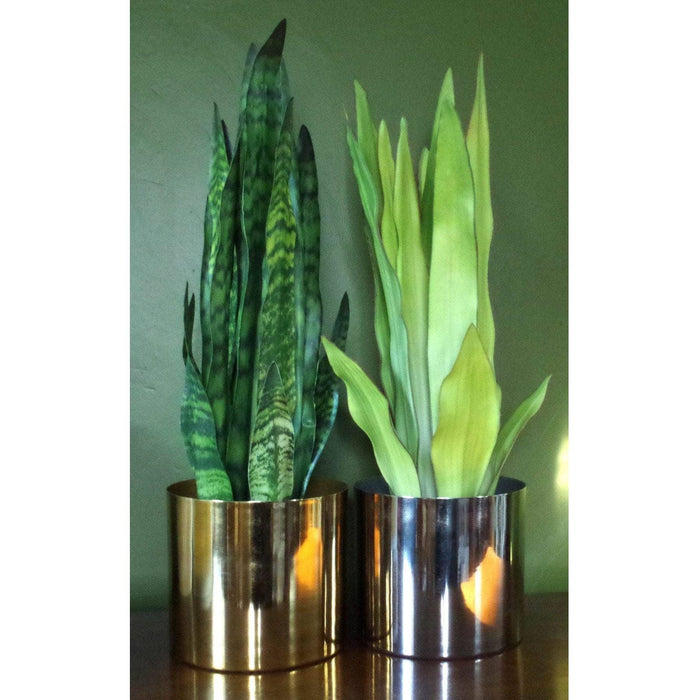 70cm Sansevieria Zeylanica Artificial Plant - Green4Life