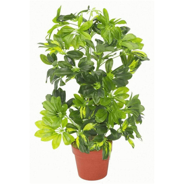 75cm Arboricola Gold Capella Artificial Plant - Green4Life