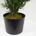 90cm Artificial Cypress Topiary - Green4Life