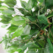 90cm Evergreen Ficus Artificial Tree - Green4Life
