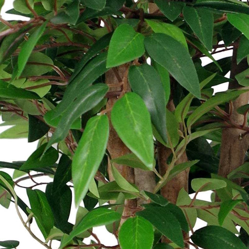 90cm Smilax Sarsaparilla Ficus Artificial Tree – Premium Range - Green4Life