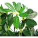 95cm Umbrella Tree Dark Green Artificial Ficus Plant - Green4Life