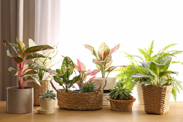 Advantages of Artificial Plants: