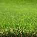 Holly 30mm Artificial Grass - 10 Years Warranty - Green4Life