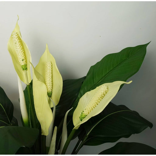 White Peace Lily Artificial Plant - Green4Life