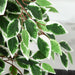 160cm Artificial Potted Ficus Silk Tree - Green4Life